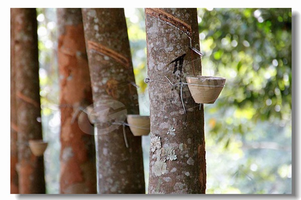 具有良好材料的工業(yè)生物質鍋爐